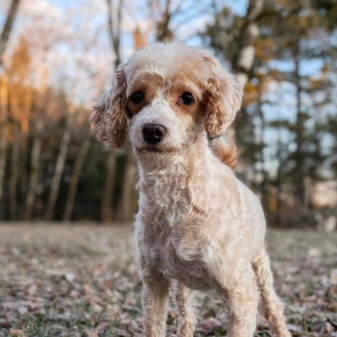 Peach - In Transition