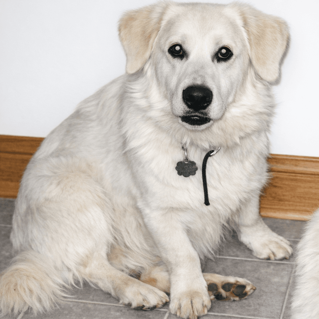 Bob, the dog whose legacy inspired Bob's House