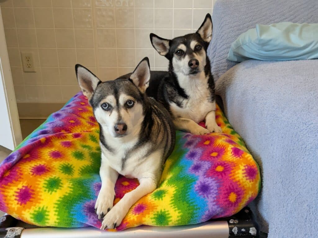 Ariel and Hershey - Bonded Pair