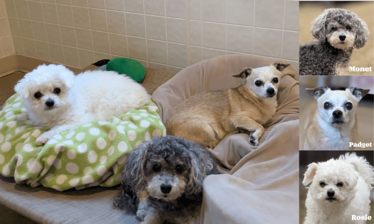 Monet, Padget & Rosie