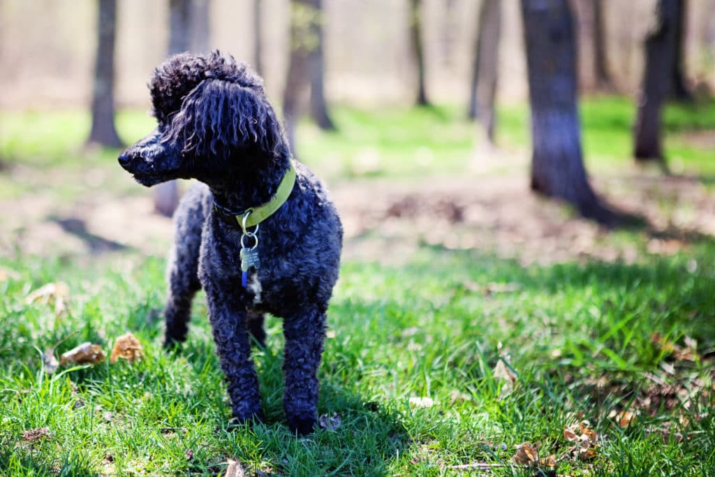 A black poodle standing in the grass at Bob's House