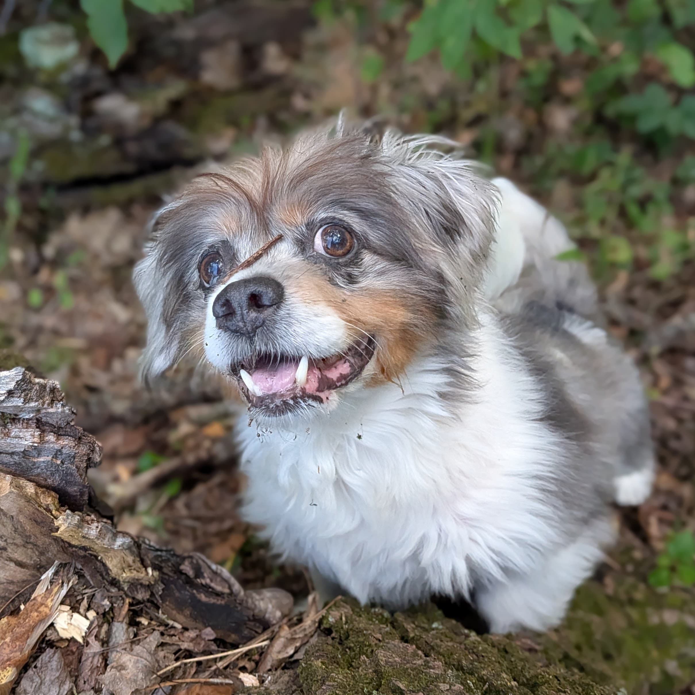 Albert - In Foster