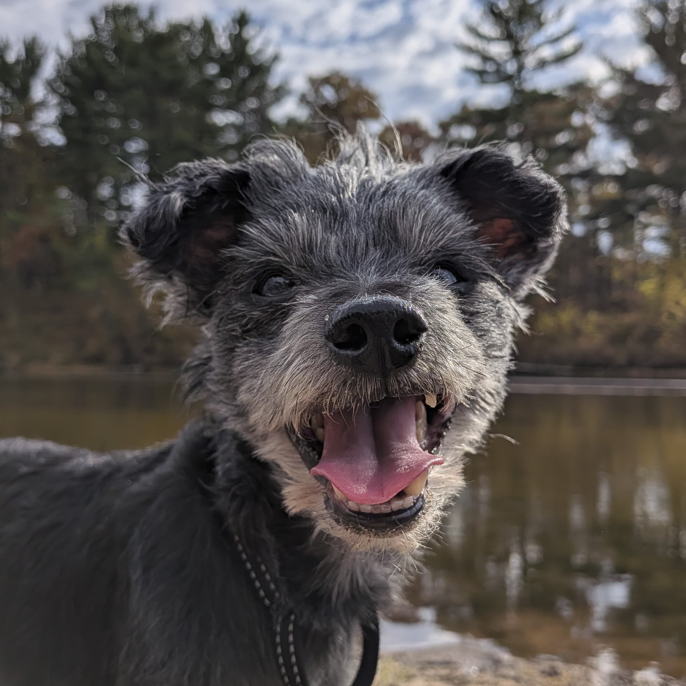 Alvin - In Foster