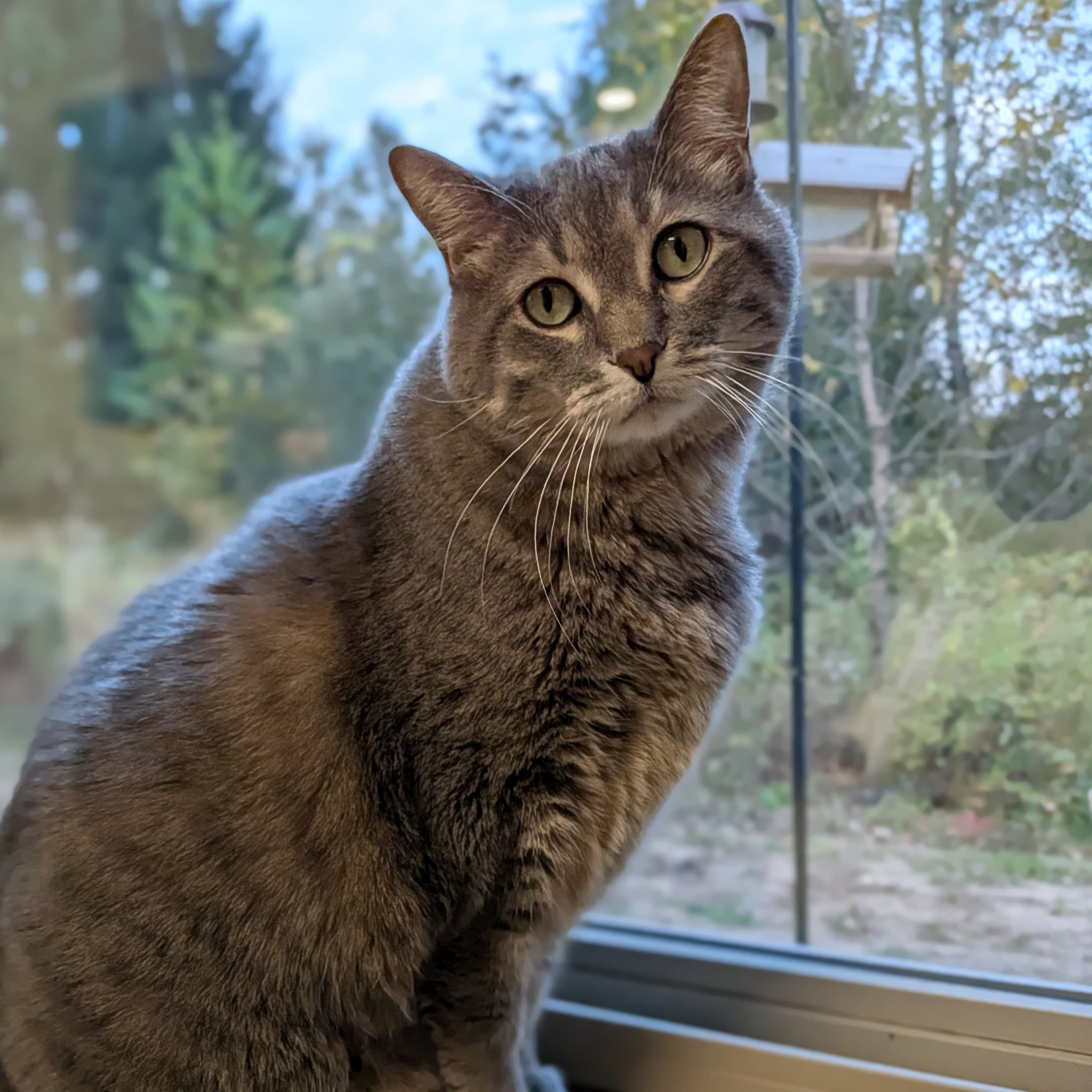 Penny